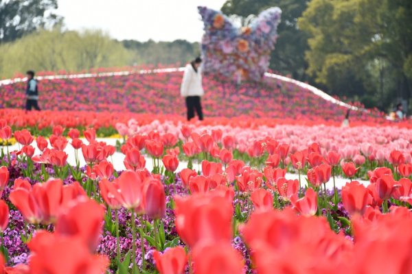 泛舟赏花、探秘热植、手作春天……上海鲜花港春日花展开幕