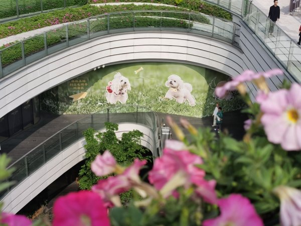 上海惊现5.2米“西高地白梗犬”，全城盛事还没开始就有爆款