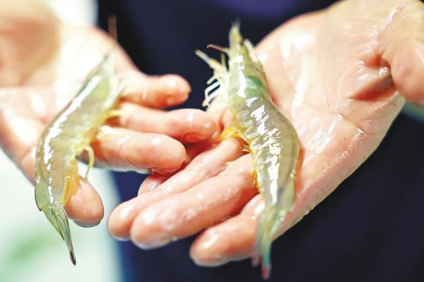 湖北不靠海，为何养海鲜？
